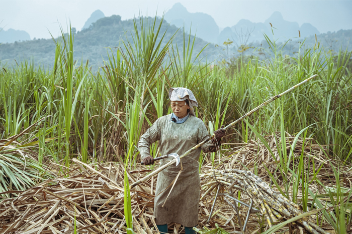 Harvest sugarcane in Bo To village