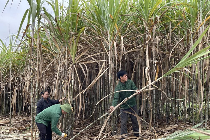 Sugarcane harvest season in Bo To village