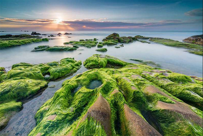 Rạn Nam Ô, Nam O Reef in Da Nang