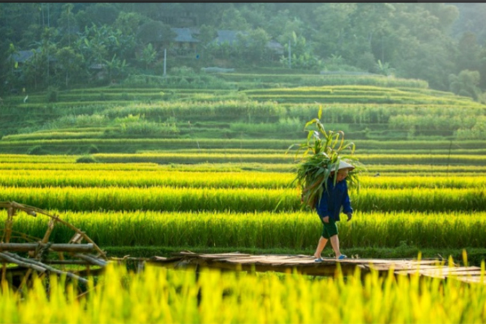 Mường Thanh Field in Dien Bien