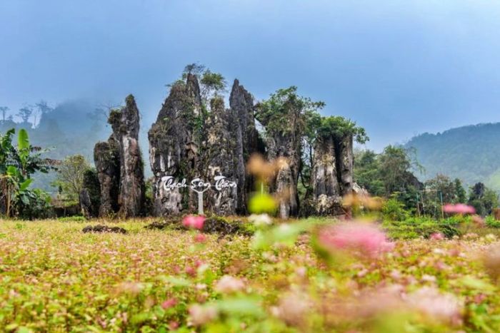 Buckwheat flower fields at Thach Son Than, the first site on Ha Giang 24 hours travel itinerary