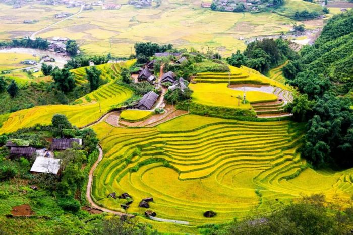 Hoang Su Phi Rice Terraces - A must-see on the Ha Giang 5-day itinerary