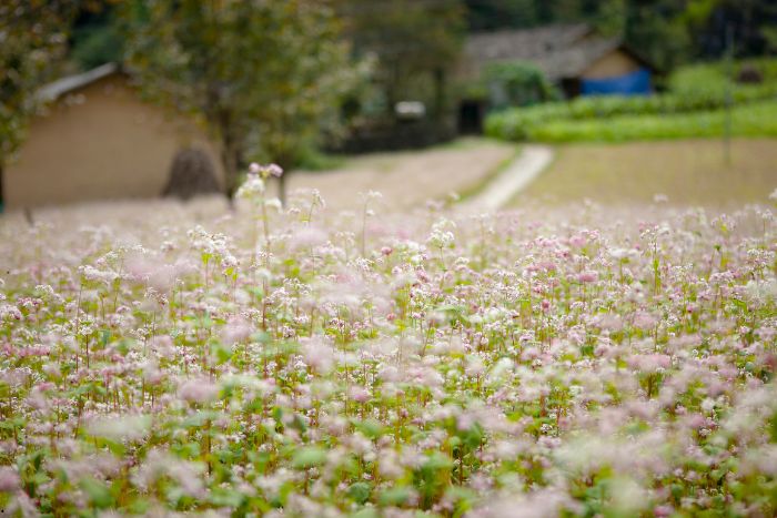 In October and November, Ha Giang transforms into a true spectacle of buckwheat flowers