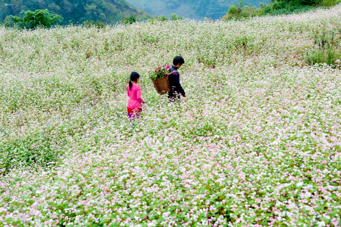 Buckwheat flowers season