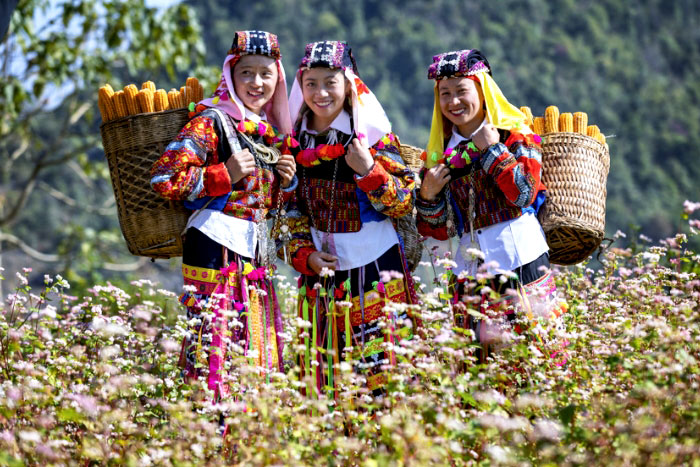 Check-in with the buckwheat flower