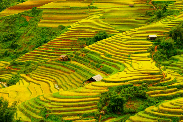 Best time to visit Ha Giang - Ripe rice season