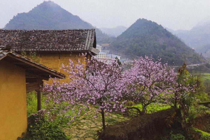 Season of plum blossoms in Lo Lo Chai Village