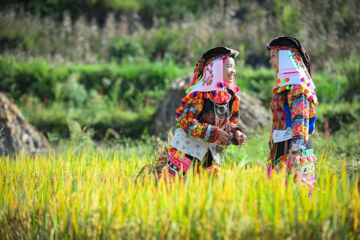 Agriculture remains the main economic activity of Lo Lo people