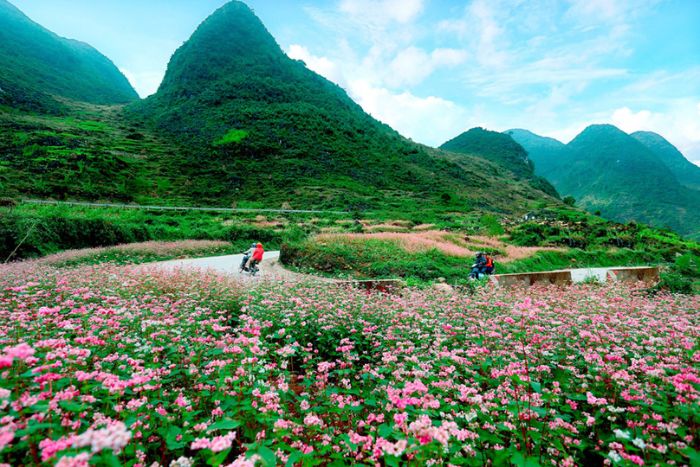 Buckwheat flower field in Pai Lung, Meo Vac