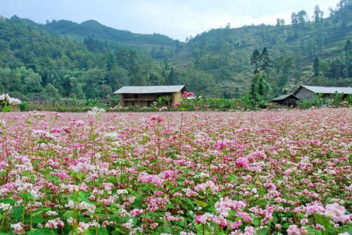 Sung La Valley during the buckwheat flower season