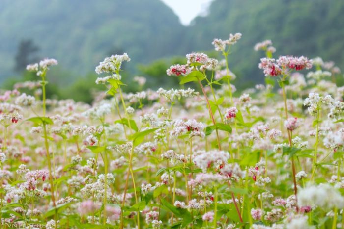 Buckwheat flower fields in Quan Ba, Ha Giang