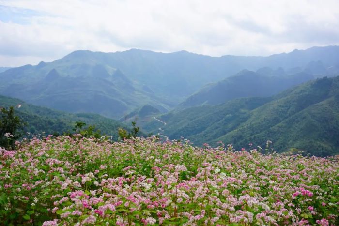 Buckwheat flower season in Ha Giang