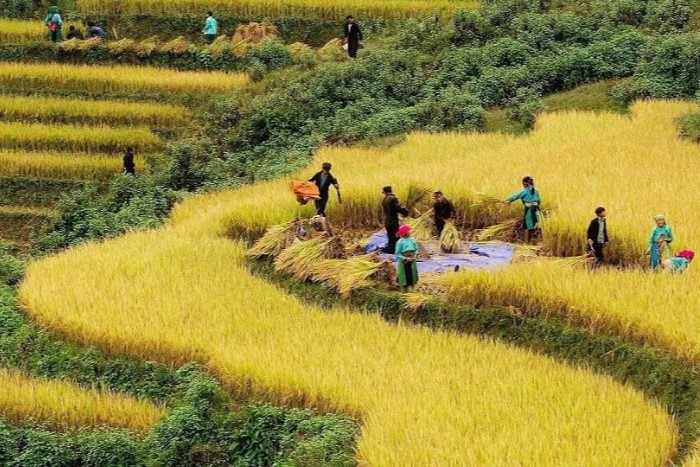 Hoang Su Phi rice terraces during ripe rice season