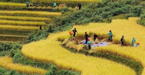 The golden glow of Ho Thau rice terraces