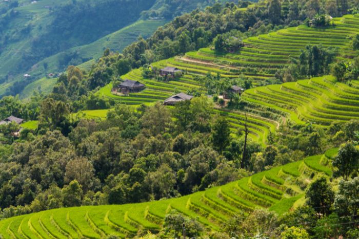 Hoang Su Phi rice terraces in Ha Giang