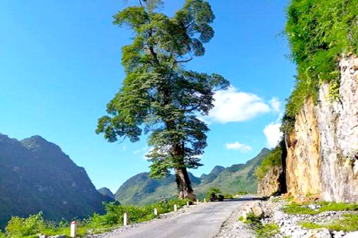 "Lonely Tree" Quan Ba, Vietnam