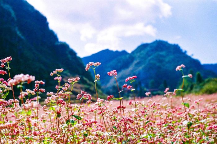 Buckwheat flower season in Yen Minh, Ha Giang