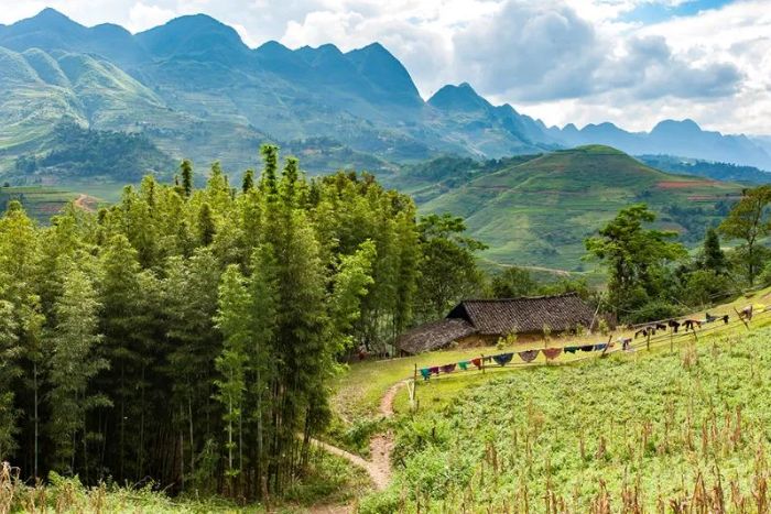 Green rice season in Ha Giang