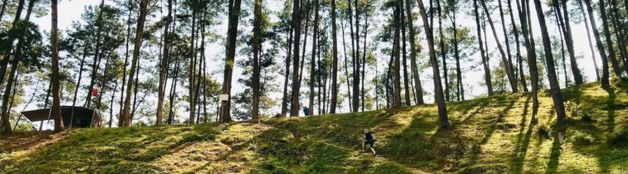 Yen Minh - The Most Beautiful Pine Forest in Ha Giang