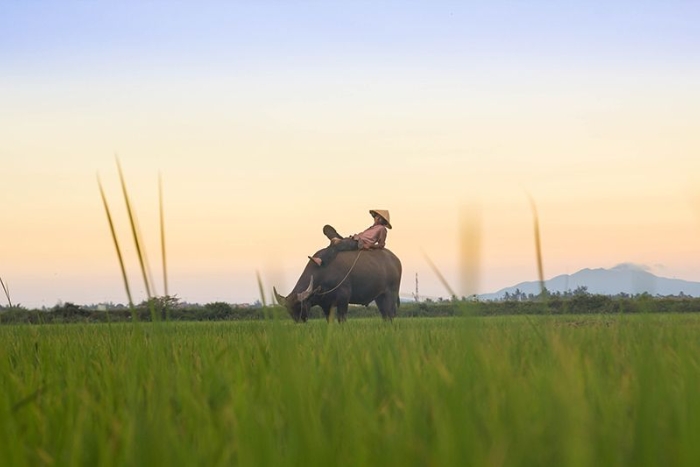 Explore the peaceful and memorable Hoi An countryside