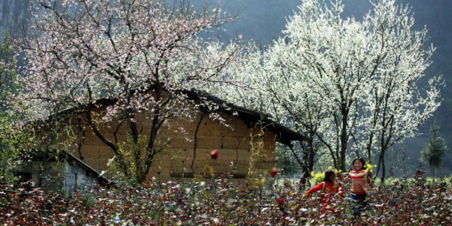 Plum blossoms bloom in spring in Mai Chau