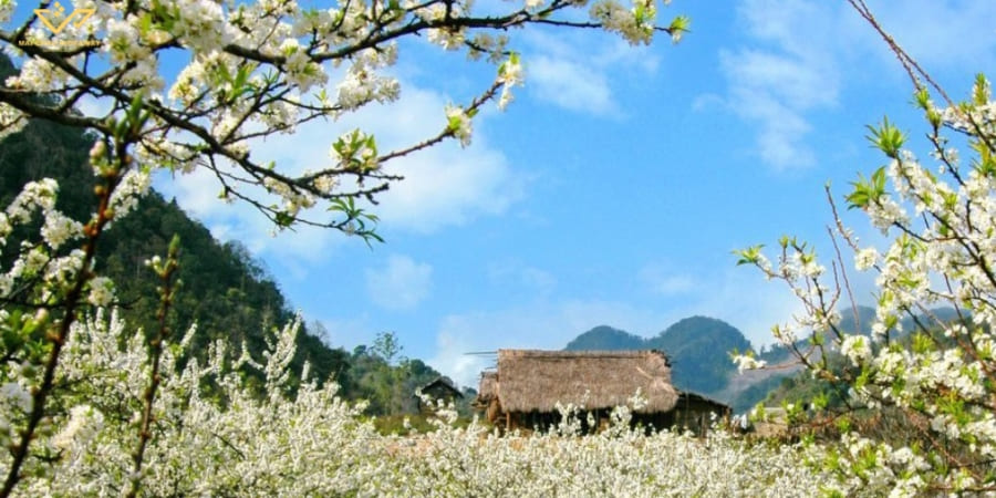 Flowers bloom in Mai Chau in spring