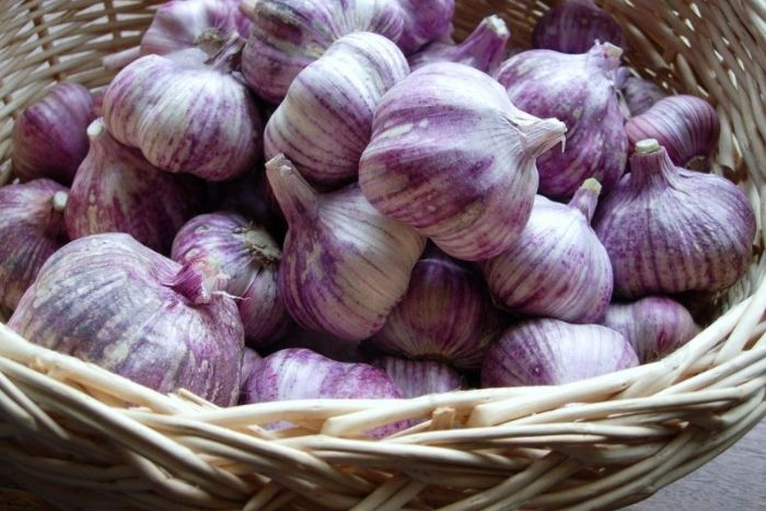 Mai Chau purple garlic