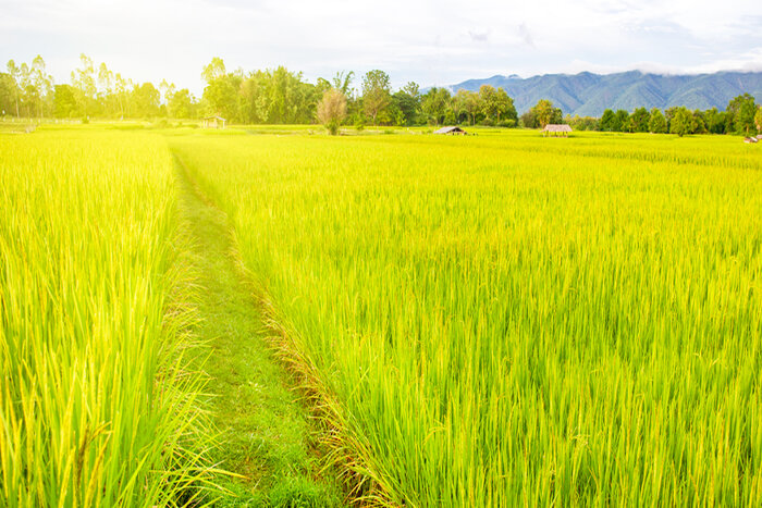 Enjoy tranquil nature in Poom Coong village