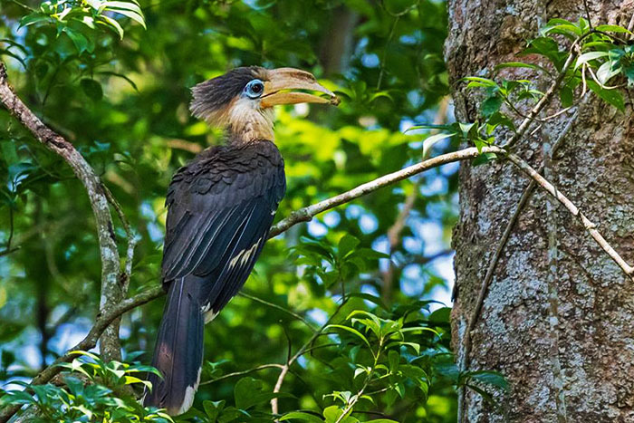 Austen’s brown hornbill in Cuc Phuong