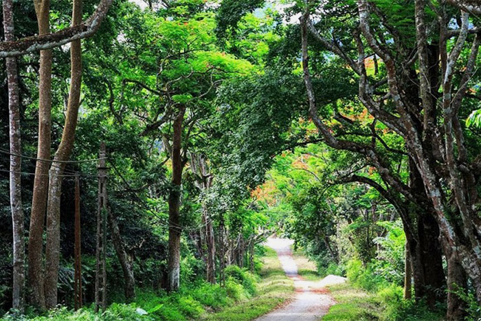 Way to Cuc Phuong Botanical Garden