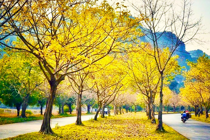 Bodhi trees in Bai Dinh Pagoda