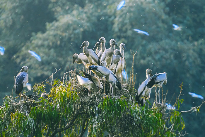  The birds are gathering at the top of the tree at dawn