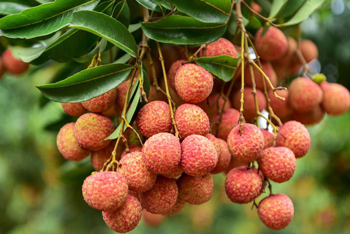 Lychee at Thung Nham Bird Garden