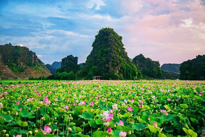 Lotus blossom season in Van Long Nature Reserve