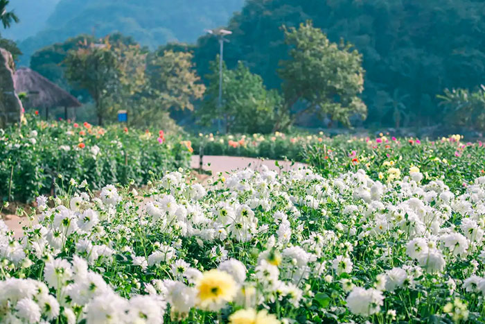 Blooming Flowers in Thung Nham Bird Garden