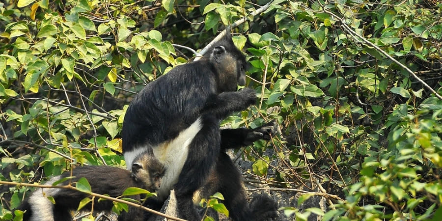 Delacour's langur