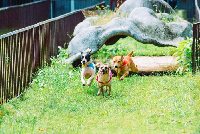 Funny dog race at My Khanh Ecotourism Village