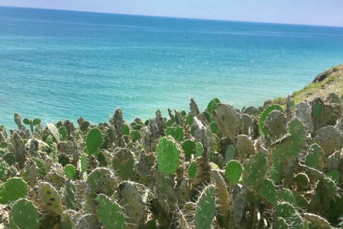 Cacti on the beach in the central vietnam Bai Xep