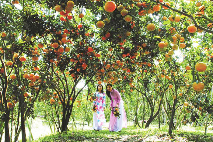 Experience Fruit Garden in Mekong Delta in May 