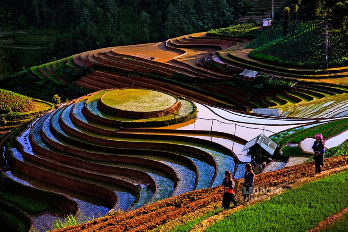 Rice fields flooded with water, forming mirrors reflecting the sky