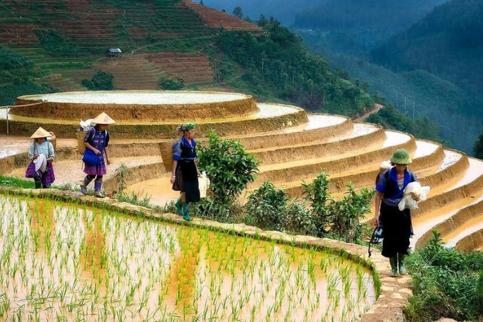 Farmers transplant seedlings into rice fields in North Vietnam