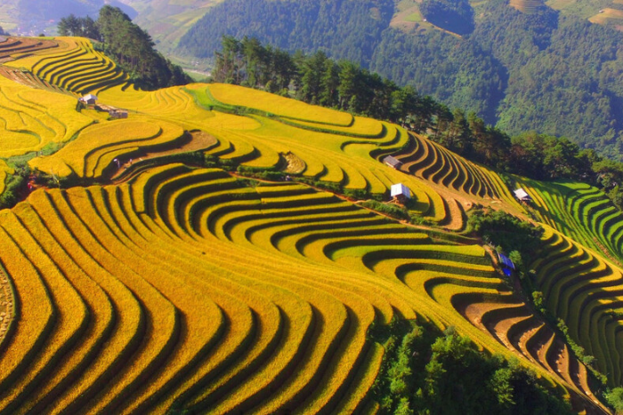 Visit rice terraces in Northern Vietnam: Mu Cang Chai rice terraces, Yen Bai