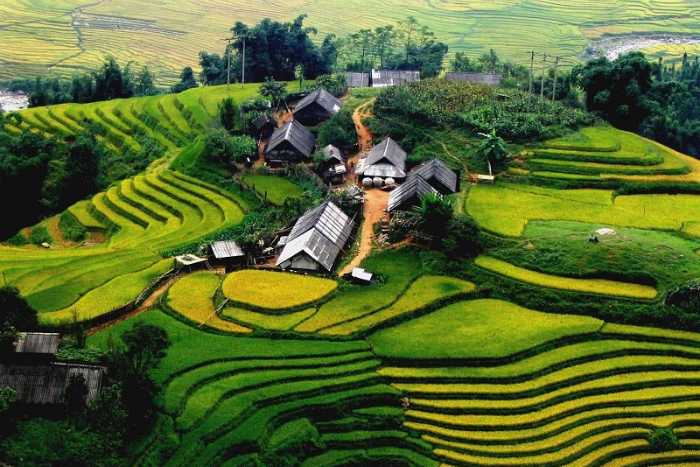 Sapa rice terraces with the small houses of the locals