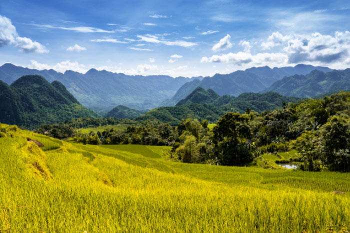 Mai Chau's rice terraces