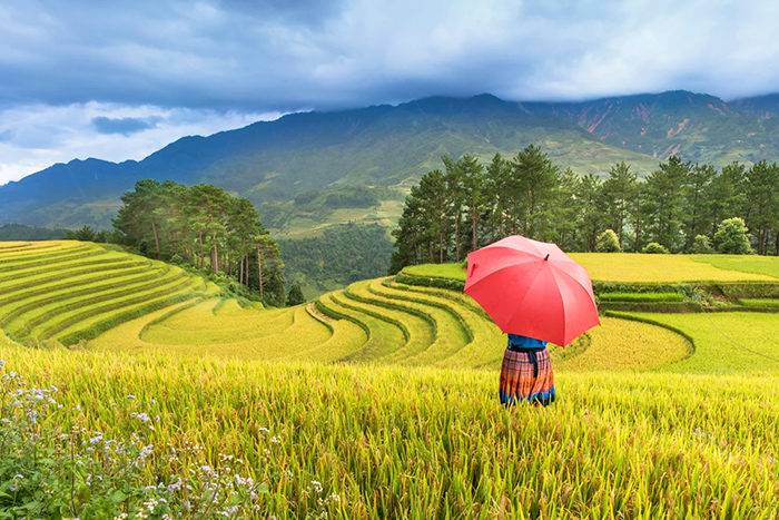 Sapa terrraces rice fields