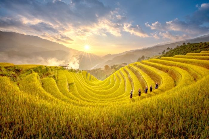 Mu Cang Chai rice terraces in golden season