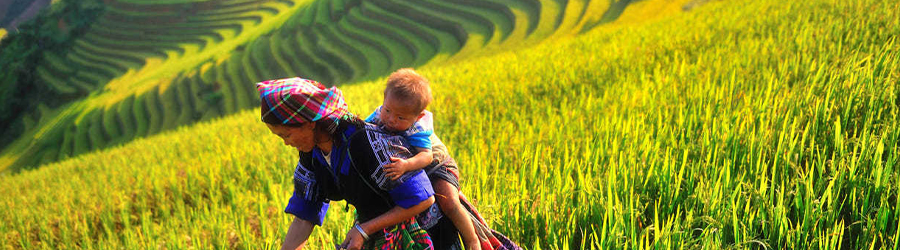 Mam Xoi hill And Mong Ngua hill: Paradise of Mu Cang Chai rice terraces