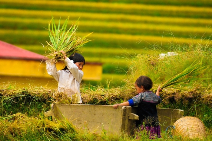 Harvest season in Mu Cang Chai