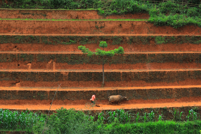 Agricultural activities in Mu Cang Chai Vietnam