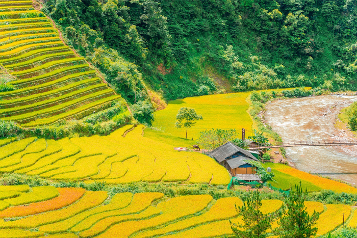 Mu Cang Chai rice terraces vietnam